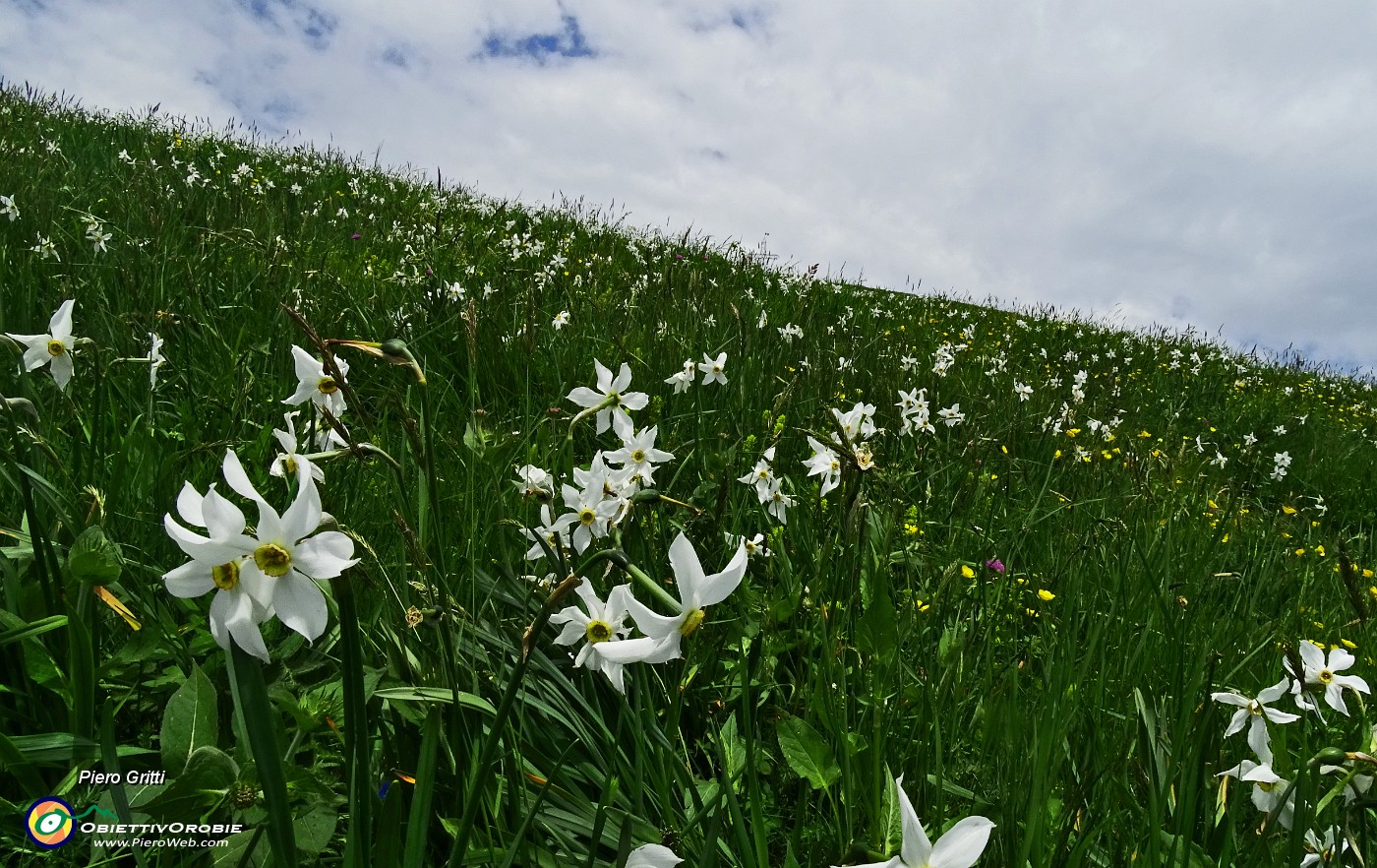 60 Spettacolo di narcisi.JPG -                                